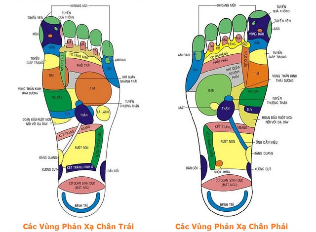 Các vùng phản xạ huyệt bàn chân phải và trái 